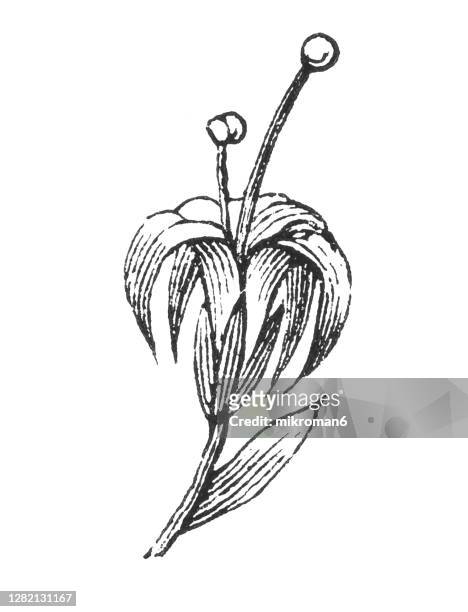old engraved illustration of botany, the cashew tree flower (anacardium occidentale) - cashew illustration stock pictures, royalty-free photos & images