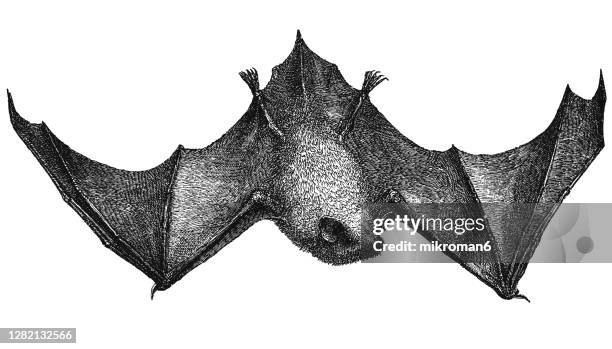 old engraved illustration of common noctule bat (nyctalus noctula) - chiroptera animal - noctule bat stock pictures, royalty-free photos & images