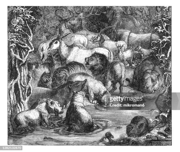 old engraved illustration of mammals animals - wolf wallpaper stock pictures, royalty-free photos & images