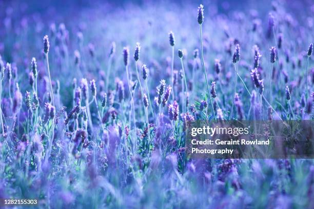 purple lavender art - screen saver stock-fotos und bilder