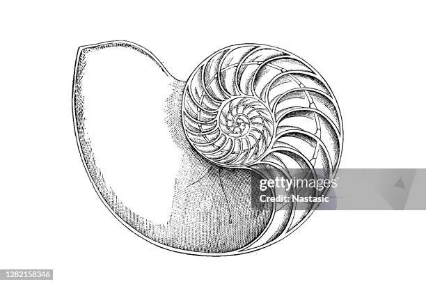 nautilus shell - national museum of natural science stock illustrations