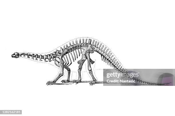 ilustraciones, imágenes clip art, dibujos animados e iconos de stock de brontosaurus es un género de gigantescos dinosaurios saurópodos cuadrúpedos - esqueleto de animal