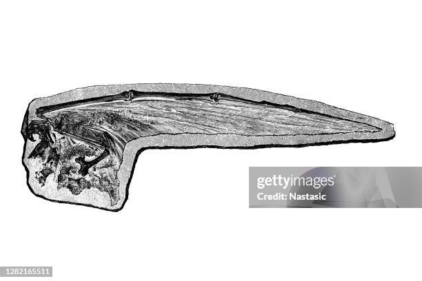 Skkeleton Wing Skeleton Wings Photos and Premium High Res Pictures - Getty Images