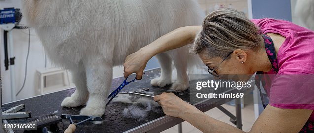 Female dog groomer brushing a Samoyed dog Female dog groomer brushing a Samoyed dog