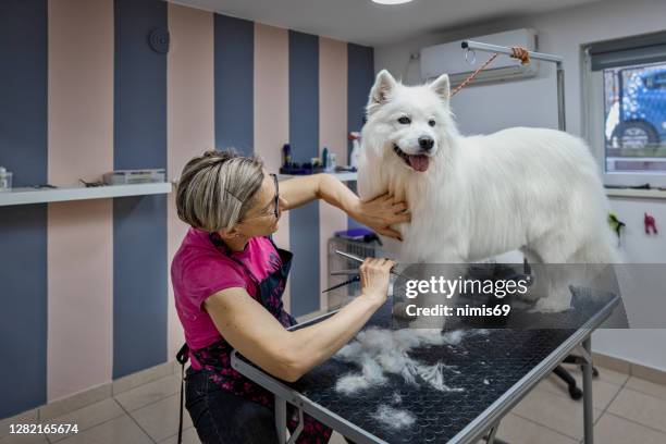 vrouwelijke hondentrimmer die een samoyed hond borstelt - samojeed stockfoto's en -beelden