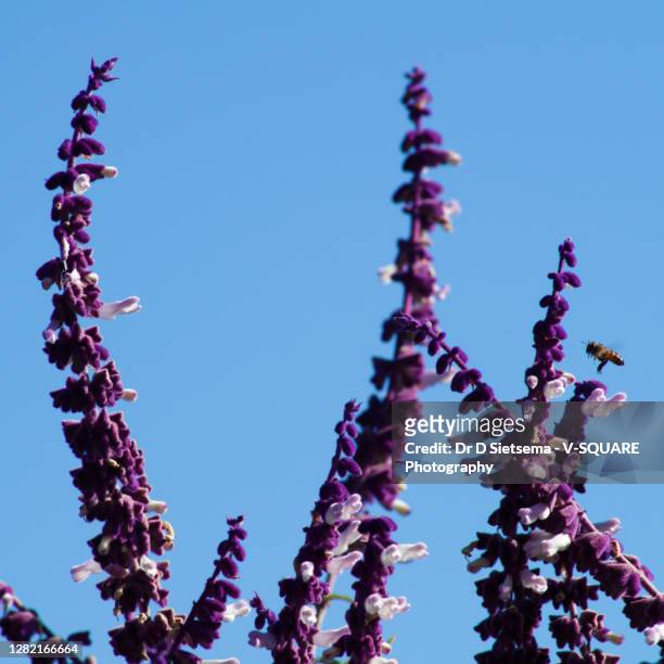 honeybee and brilliant purple mexican sage (salvia) - mexican bush sage stockfoto's en -beelden