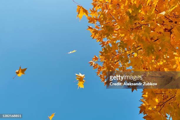 a sprig of maple with yellow autumn leaves, against a blue sky. - autunno foto e immagini stock