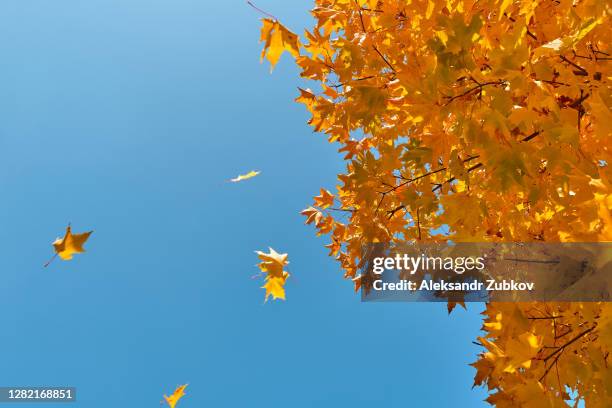 a sprig of maple with yellow autumn leaves, against a blue sky. - oktober stockfoto's en -beelden