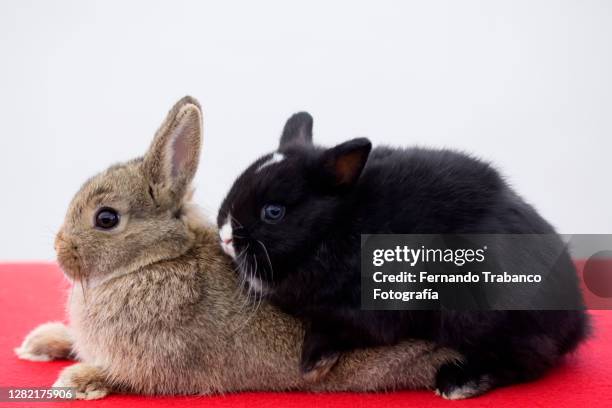 How Does Rabbit Mate 11 Mating Rabbits Stock Photos, High-Res Pictures, and Images - Getty ...