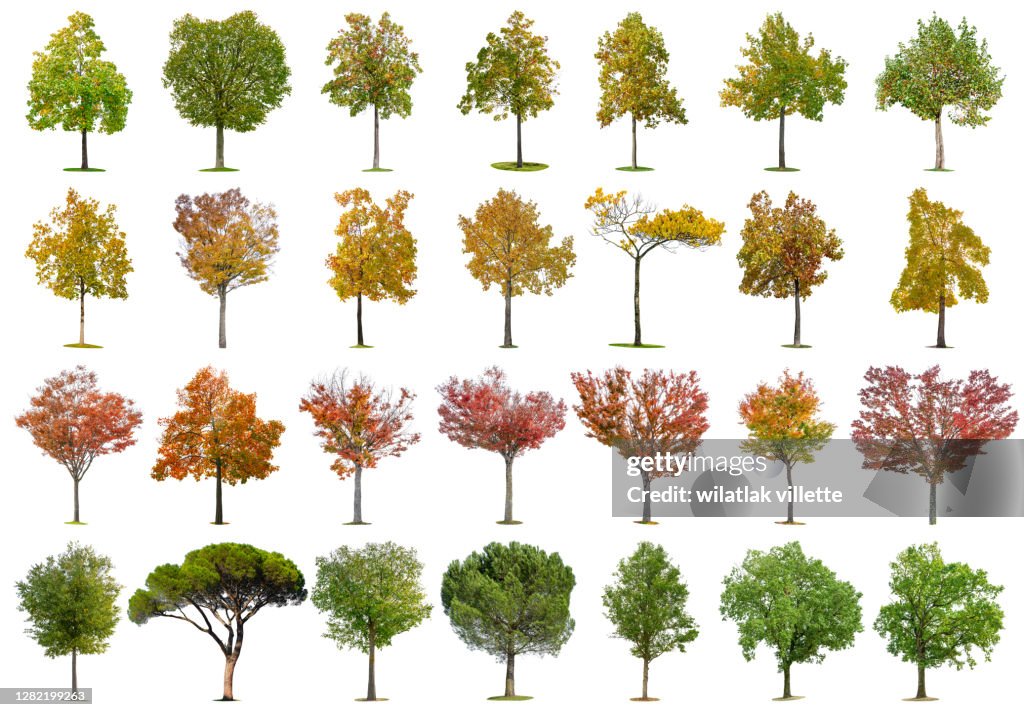 Diffrent Color Tree Collections Trees Of Various Colors Isolated On White Background High ...