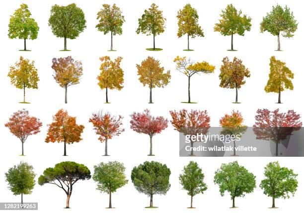 collections trees of various colors isolated on white background. - tree isolated stock pictures, royalty-free photos & images
