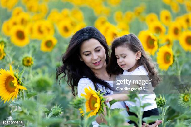 mother and daughter playing in sunflower field - spending stock pictures, royalty-free photos & images