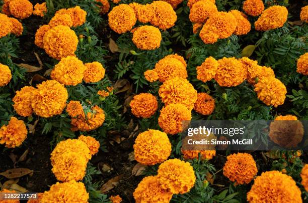 flowerbed of marigolds in bloom - tagetes bildbanksfoton och bilder