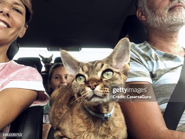 family portrait on a road trip - cat selfie stock pictures, royalty-free photos & images