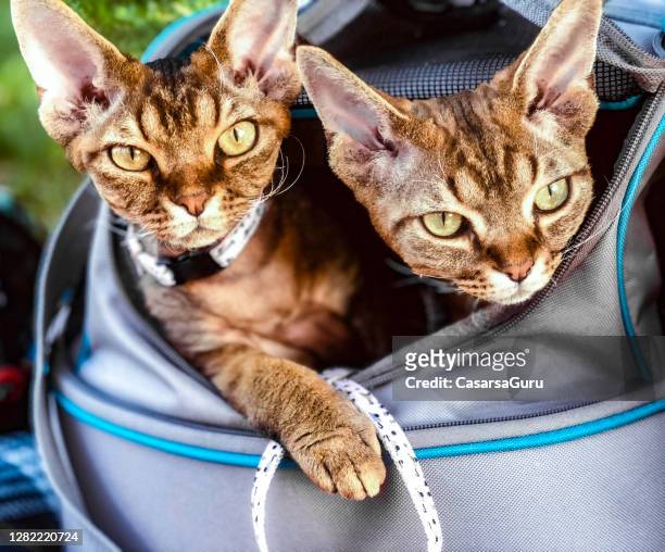 devon rex cat brothers looking out from per carrier - pet carrier stock pictures, royalty-free photos & images