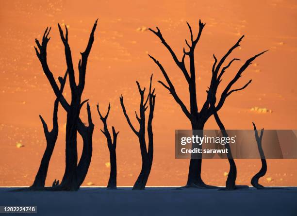 deadvlei namibia - dead vlei stockfoto's en -beelden