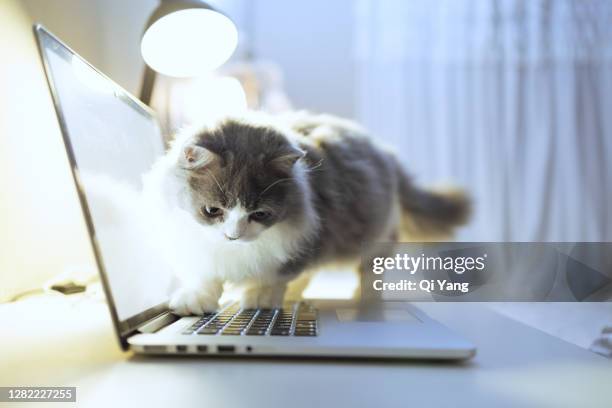 kitten sitting on laptop - munchkin cat bildbanksfoton och bilder