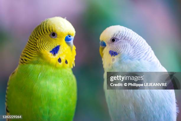 two parakeets looking at camera - budgie stock pictures, royalty-free photos & images