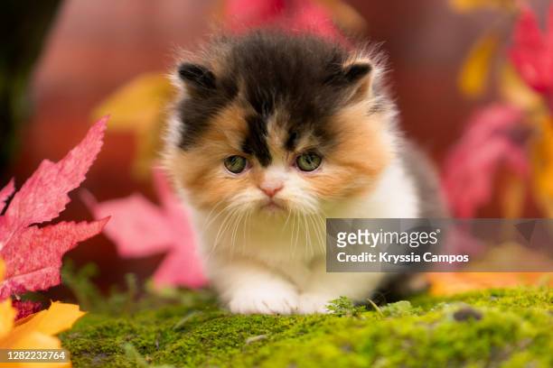 510 Cute Calico Cats Photos and Premium High Res Pictures - Getty Images