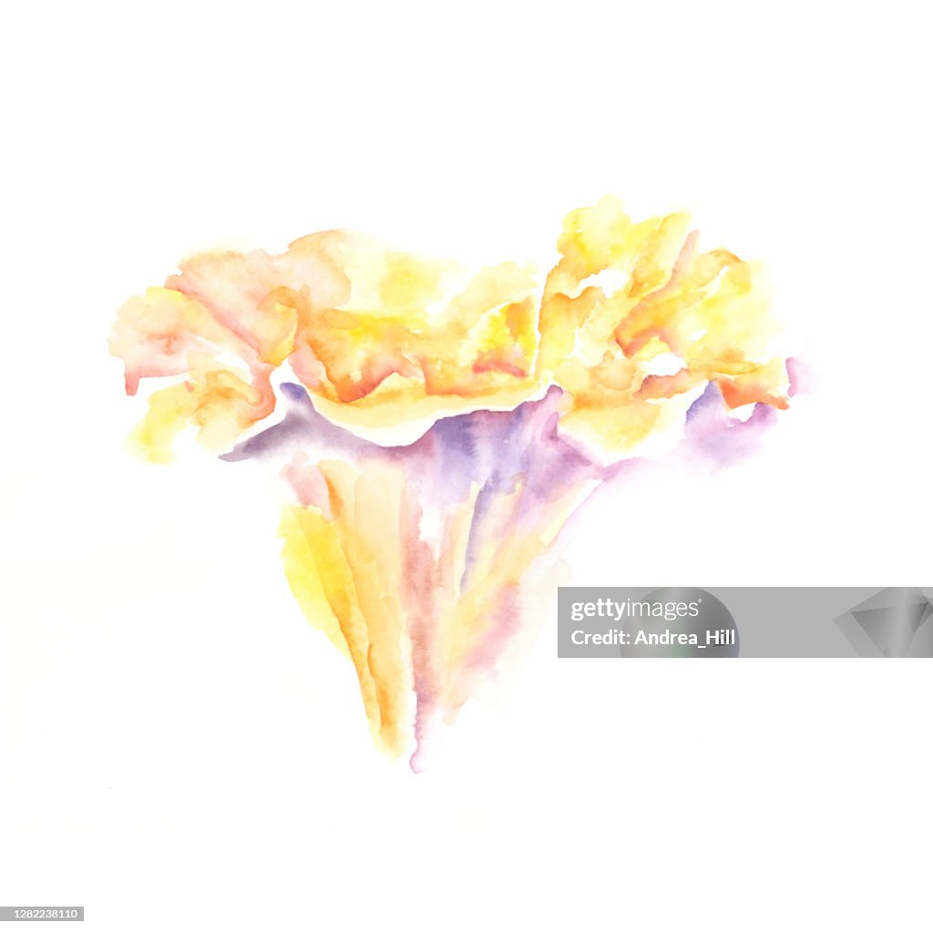 Chanterelle Mushroom Watercolor Painting. Raster Illustration