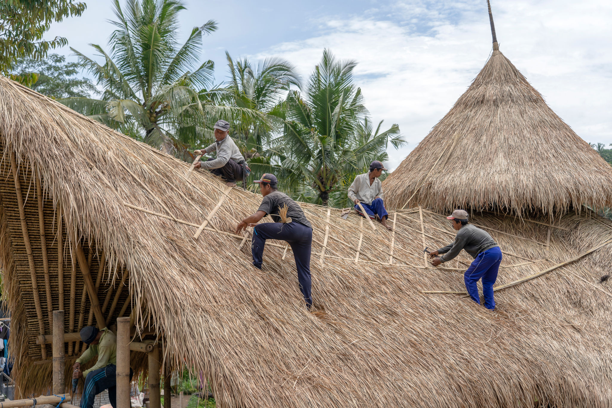 Local men fixing a new straw roof Bali, island Bali, Indonesia. Construction workers working on a building thatch roof Local men fixing a new straw roof Bali, island Bali, Indonesia. Construction workers working on a building thatch roof