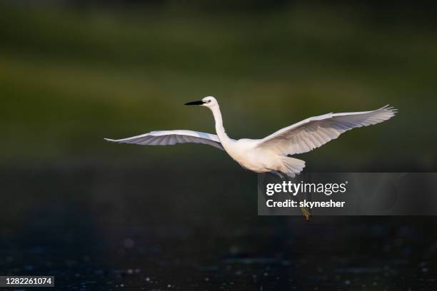 white little egret flying in nature. - little egret (egretta garzetta) stock pictures, royalty-free photos & images