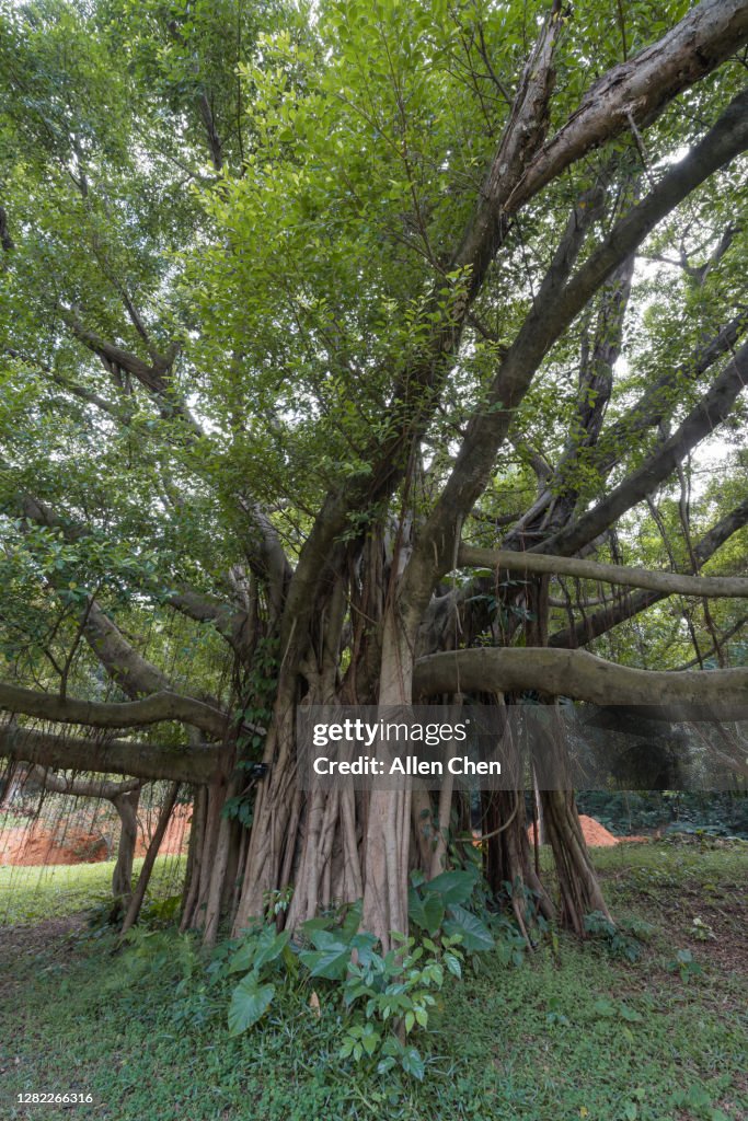 A Big Tree With Strong Roots High-Res Stock Photo - Getty Images