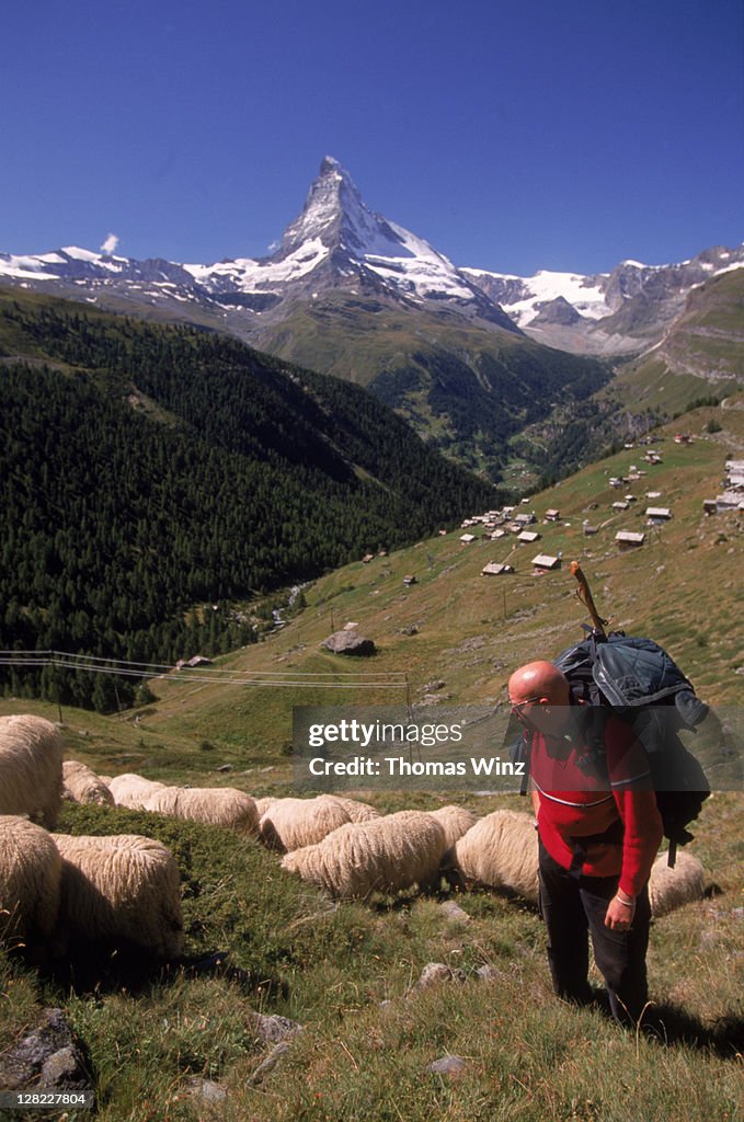 Hiker w/ sheep, Zermatt, Switzerland