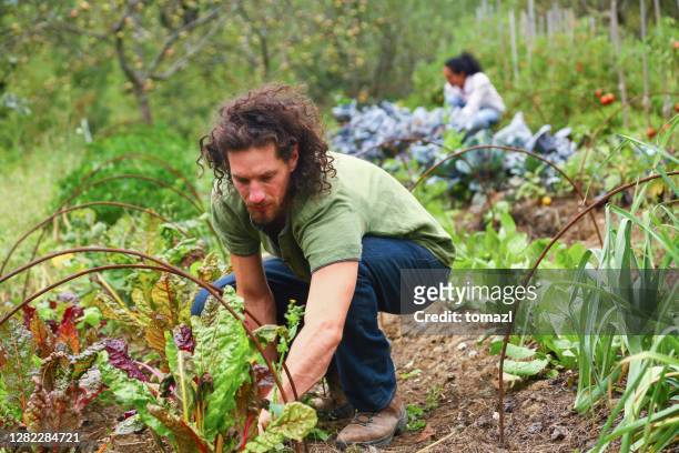 man gardening - self sufficiency stock pictures, royalty-free photos & images