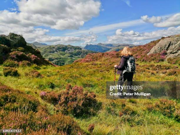 a hillwalker looks out to the distant langdale pikes; english lake district - senior women hiking stock pictures, royalty-free photos & images