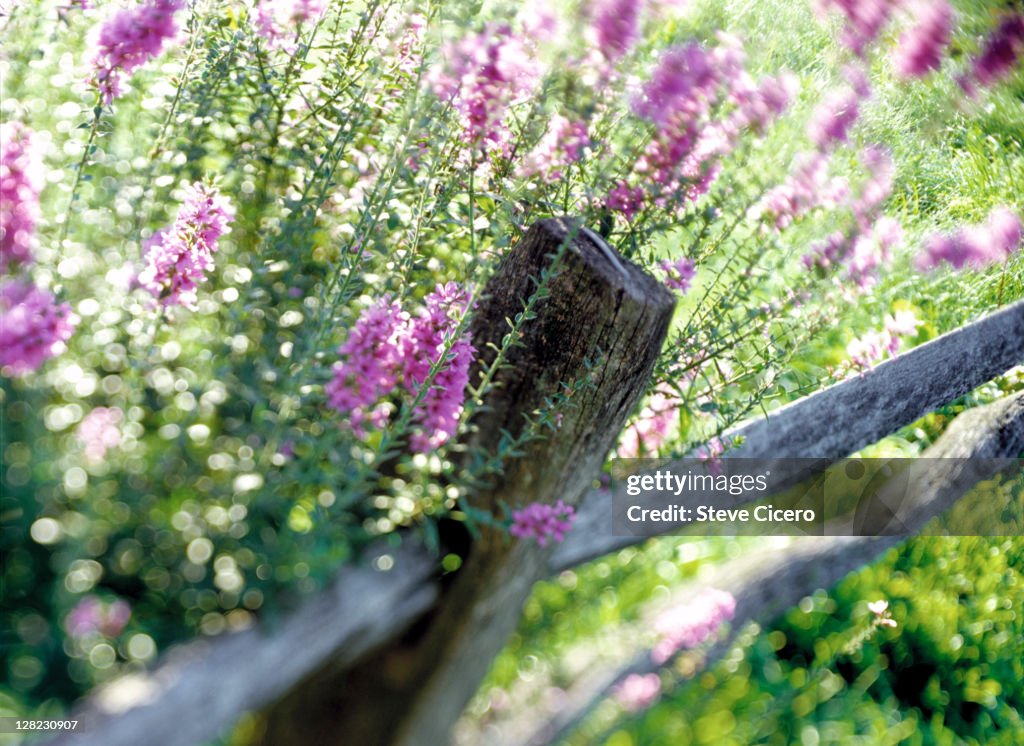 Booming wildflowers in spring along wooden fence