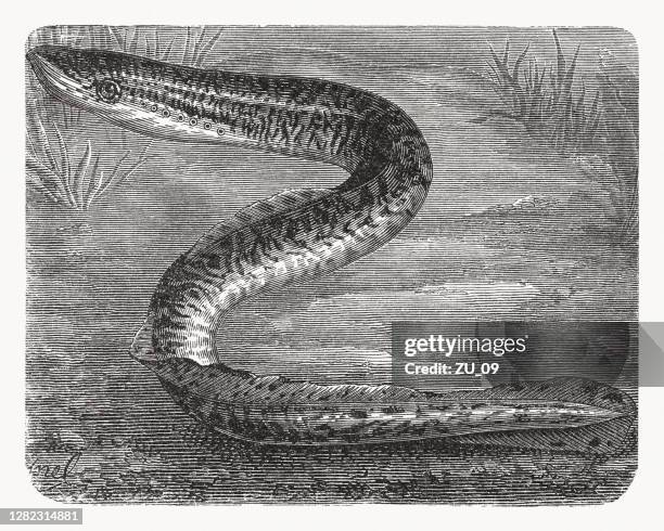 sea lamprey (petromyzon marinus), wood engraving, published in 1893 - petromyzon stock illustrations