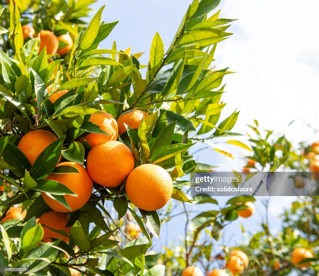 Orange Tree