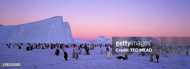 emperor penguin (aptenodytes forsteri), antarctica - antarctica emperor penguin foto e immagini stock