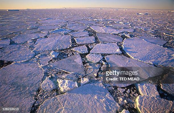 pack ice, antarctica - pack ice stock pictures, royalty-free photos & images