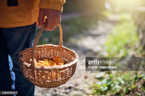 little boy holding a basket of freshly picked chanterelles - cantharellus cibarius stock pictures, royalty-free photos & images