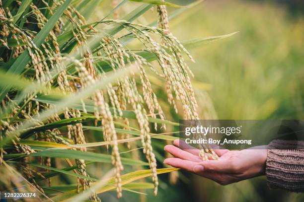 woman hand touching mature seed heads of oryza sativa (or asian rice) growing in rice paddy field in thailand. - terraced field stockfoto's en -beelden