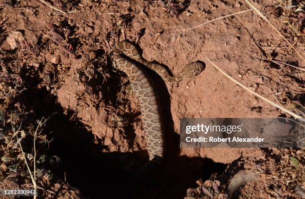 Prairie rattlesnake exits a hole in Pecos National Historical Park in Pecos, New Mexico. The site is managed by the National Park Service which has...