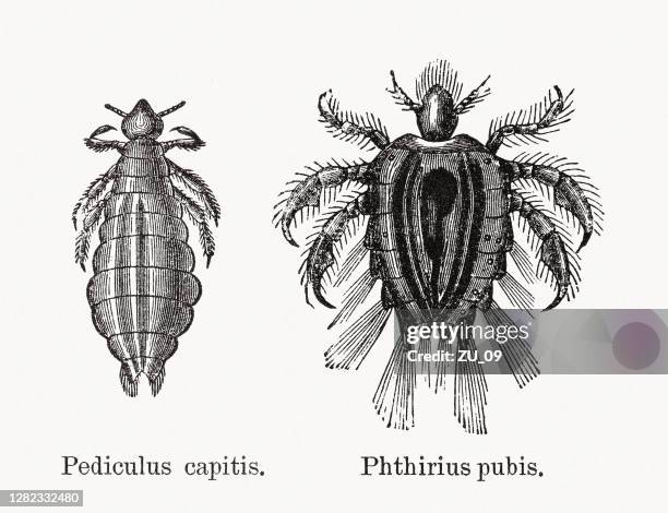 Ilustraciones de Parasitos - Getty Images Ilustraciones de Parasitos - Getty Images