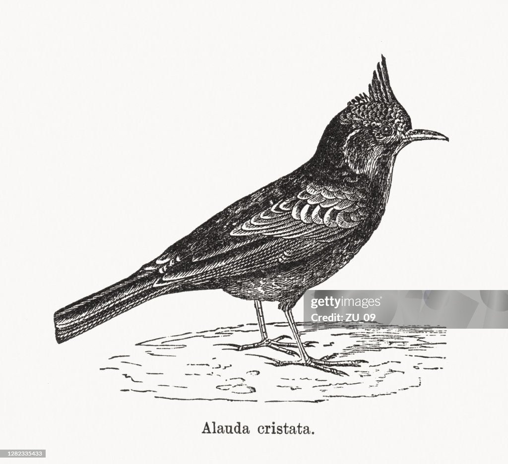 Alouette à crête (Galerida cristata), gravure sur bois, publiée en 1893