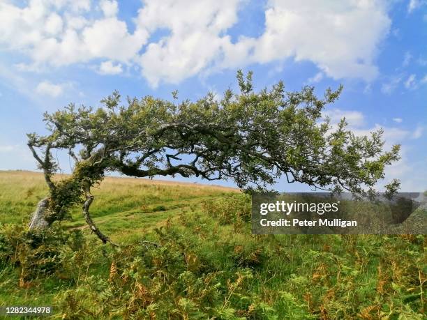 a resilient windswept tree growing in an unusual shape - adattabile foto e immagini stock