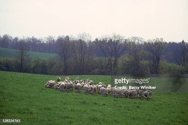 sheep in pasture, chatham, columbia county, ny - chatham new york state stock pictures, royalty-free photos & images