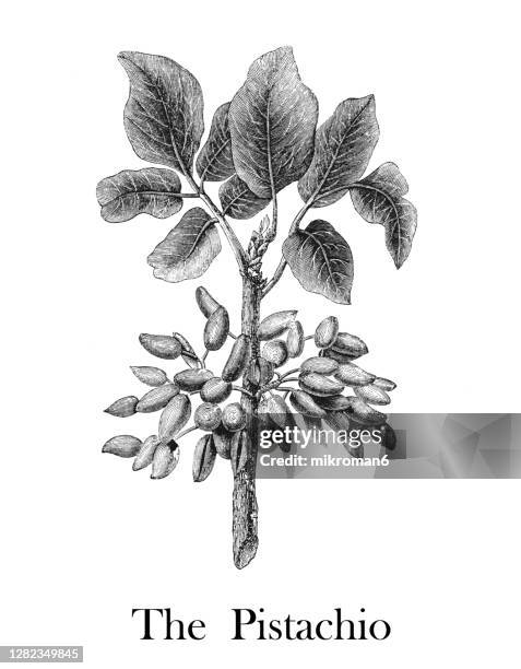 old engraved illustration of botany, the pistachio - pistachio tree - fotografias e filmes do acervo