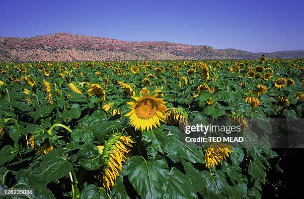 crop of sunflowers near the ord river, wyndham, western australia - western australia crop stockfoto's en -beelden
