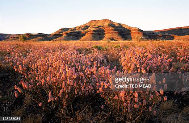 wildflowers near rock outcrop, karijini national park, western australia - australia occidental fotografías e imágenes de stock