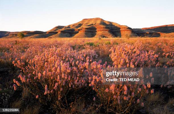 wildflowers near rock outcrop, karijini national park, western australia - flowers australian stockfoto's en -beelden