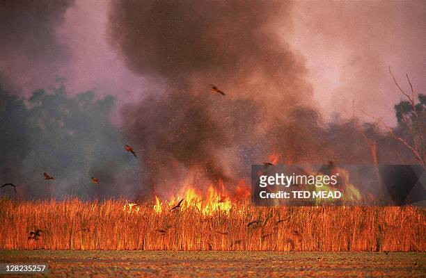 kites catching insects escaping bushfire - australia wildfires photos et images de collection