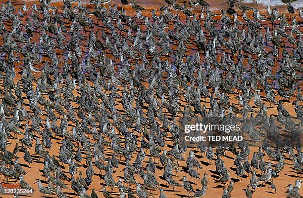 migratory sea birds on beach, roebuck bay, broome, wa, australia - australia bird stockfoto's en -beelden