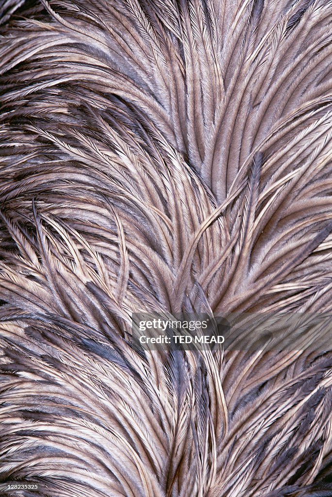 Close-up of emu feathers