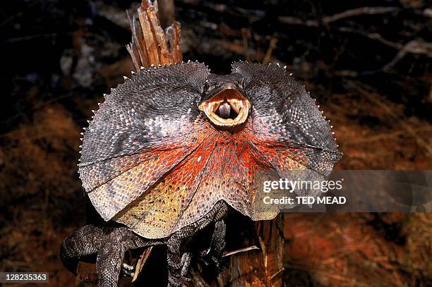 frilled-necked lizard - frilled lizard stock pictures, royalty-free photos & images